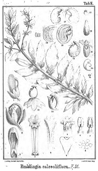 Emblingia calceoliflora