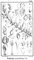 Emblingia calceoliflora