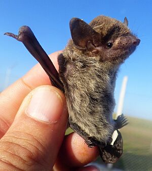 Archivo:Eptesicus diminutus, Uruguay, 2018