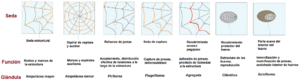 Archivo:Esquema-sedas-horizontal-peqb