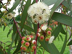 Eucalyptus pauciflora1.jpg