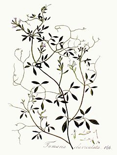 Archivo:Fumaria claviculata — Flora Batava — Volume v3