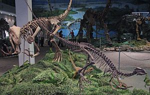 Archivo:Gasosaurus and Agilisaurus Zigong Museum 01
