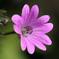 Geranium molle IMG 2481
