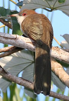 Archivo:Great Lizard-cuckoo (Coccyzus merlini), cropped