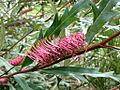 Grevillea barklyana