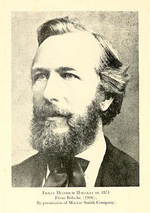 Archivo:Haeckel 1874