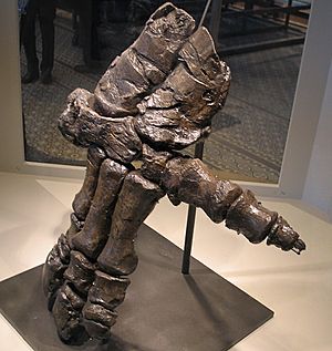 Archivo:Hand of an Iguanodon 28-12-2007 15-22-03