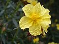 Helianthemum alypoides (flor)