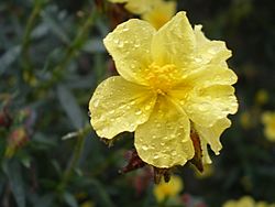 Archivo:Helianthemum alypoides (flor)