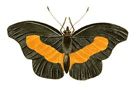 Illustrations of Exotic Entomology Nymphalis Antiochus