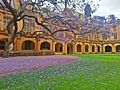 Jacaranda tree, University of Sydney quadrangle