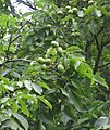 Juglans regia Broadview