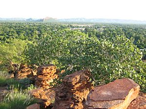 Archivo:Kununurra from lookout