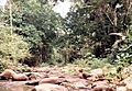 La Trilla, Rio Ocumare, Aragua - Venezuela