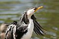 Little Pied Cormorant