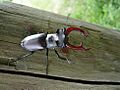 Lucanus cervus ed