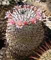 Mammillaria perezdelarosae