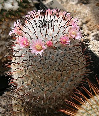 Mammillaria perezdelarosae.jpg
