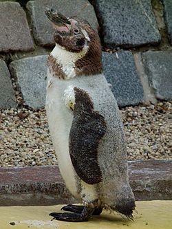 Archivo:Mausernder Humboldt-Pinguin