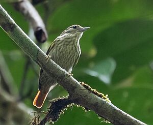 Archivo:Microxenops milleri - Rufous-tailed Xenops; Manacapuru, Amazonas, Brazil