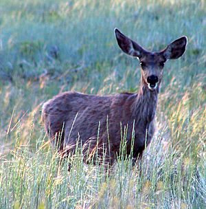 Archivo:Mule Deer in Bryce Canyon