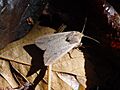 Mythimna.unipuncta.01