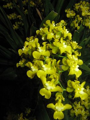 Archivo:Oncidium cheirophorum1