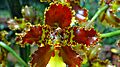 Orquidea Parque Nacional Carrasco