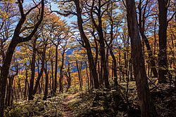 Archivo:Otoño en el Parque Nacional Patagonia