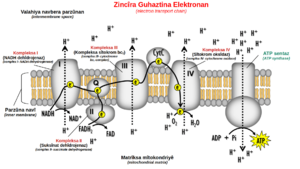 Archivo:Oxidative phosphorylation ku
