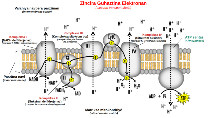 Oxidative phosphorylation ku