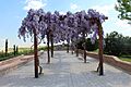 Parque forestal de Valdebebas 3