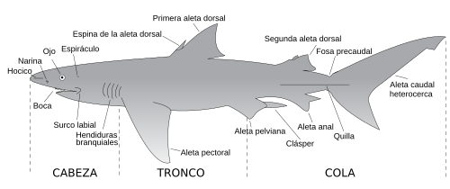 Archivo:Parts of a shark es
