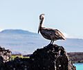 Pelícano pardo de las Galápagos (Pelecanus occidentalis urinator), Cerro Brujo, isla de San Cristóbal, islas Galápagos, Ecuador, 2015-07-24, DD 161