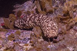 Pepino de mar (Holothuria sanctori), franja marina Teno-Rasca, Tenerife, España, 2022-01-05, DD 116.jpg
