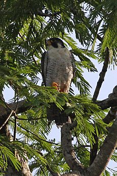 Archivo:Peregrine Falcon (Falco peregrinus) (8077729007)