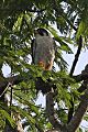 Peregrine Falcon (Falco peregrinus) (8077729007)