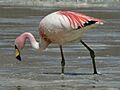 Phoenicopterus jamesi -Laguna Canapa -Bolivia-8c