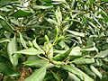 Picconia excelsa 01