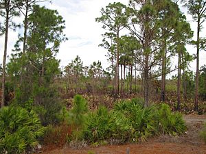 Archivo:Pinus elliottii densa Okaloacoochee Slough