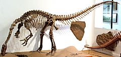 Archivo:Plateosaurus Skelett 1