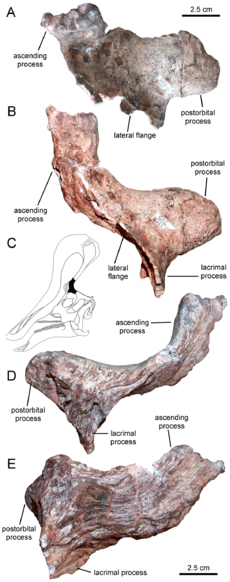 Archivo:Prefrontal of Tsintaosaurus