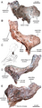 Prefrontal of Tsintaosaurus