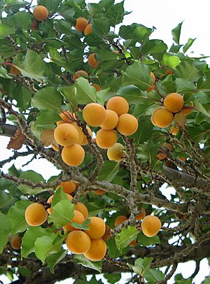 Archivo:Prunus armeniaca Nubra Valley