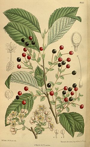 Archivo:Prunus maximowiczii 141-8641