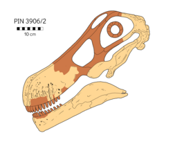 Archivo:Quaesitosaurus skull reconstruction