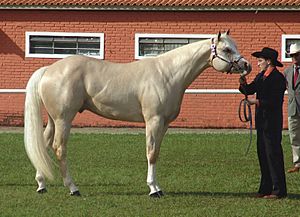 Archivo:Quarter Horse(REFON)-cleaned