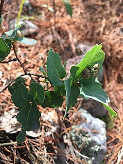 Quercus Depressipes.jpg