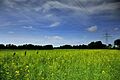Rape-fieldSH
